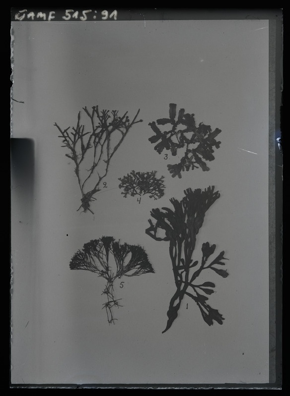 Herbaarium Tartu ülikooli botaanikaaia taimekogudest