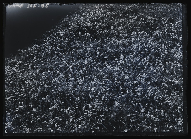 Taimed Tartu ülikooli botaanikaaias