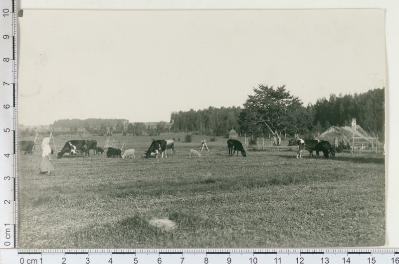 Tartumaa, karjamaa 1911