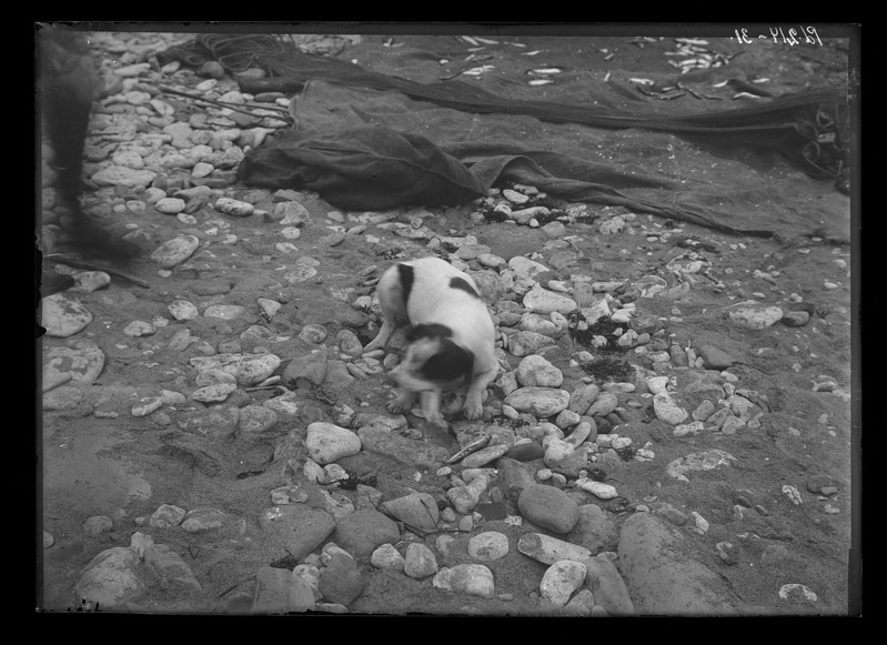 Kalameeste koer, kes kalu sööb Ontika külas