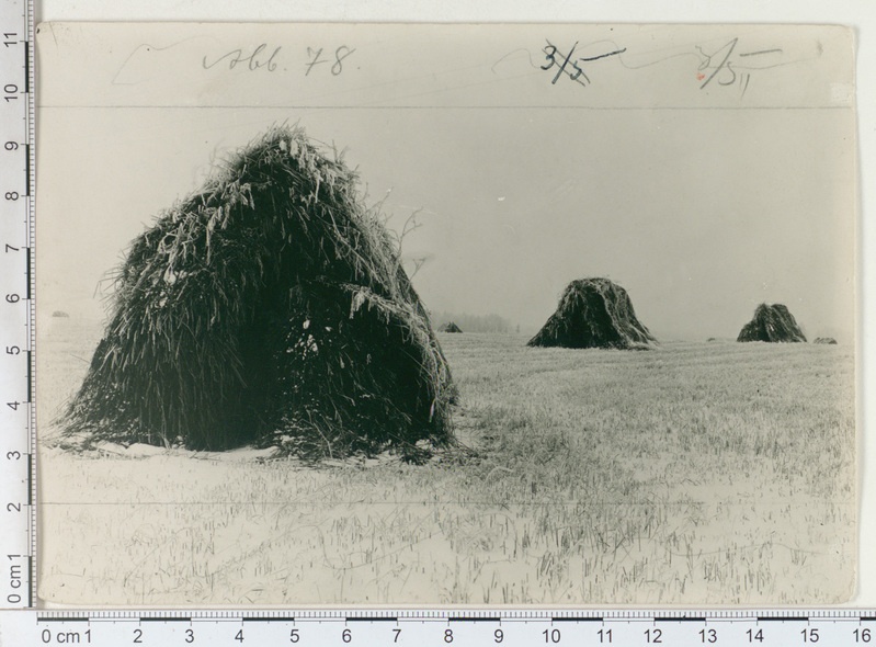Viljarõugud talvel, 1912