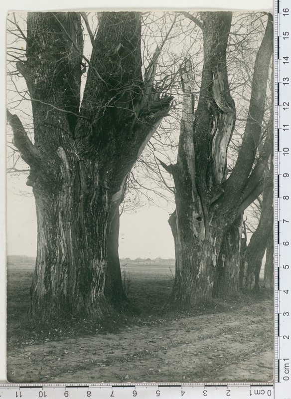 Vanad pajud Tähtvere mõisa tee ääres, 1912