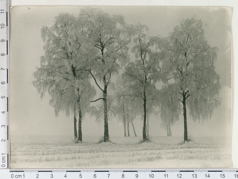 Tartu-Maarja khk., härmas mets Tartu lähedal, 1913
