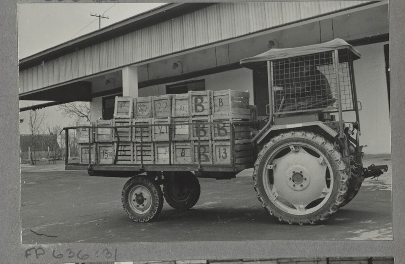 Munade transportimine lattu