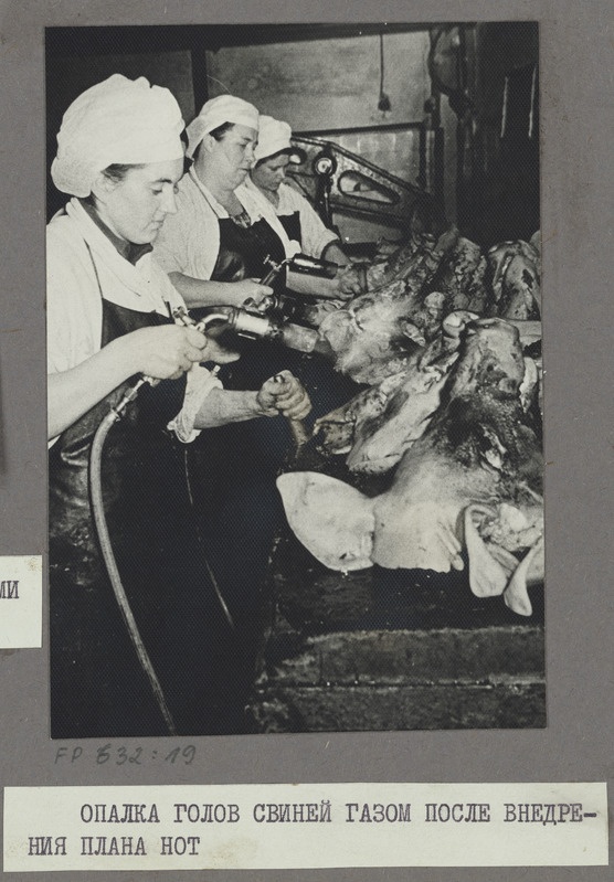 Tartu Lihakombinaat. Seapeade kõrvetamine gaasiga pärast TTO plaani elluviimist