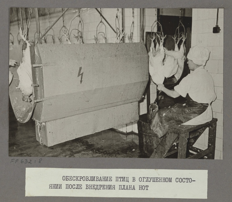 Tartu Lihakombinaat. Lindude töötlemine pärast uuenduste sisseviimist