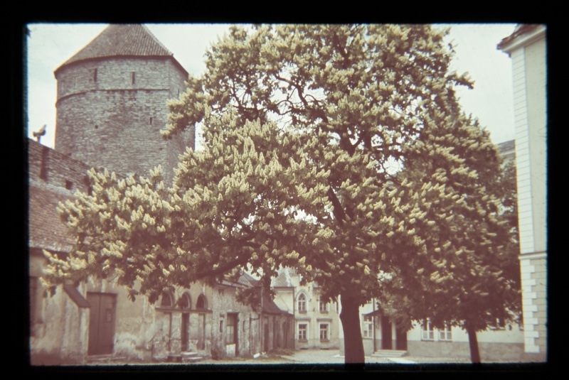 A flourishing caste in front of Gustav Adolf Gymnasium, next to the city wall, by the Nunne Gate.