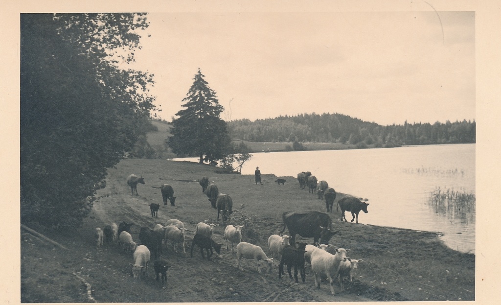 Pühajärve