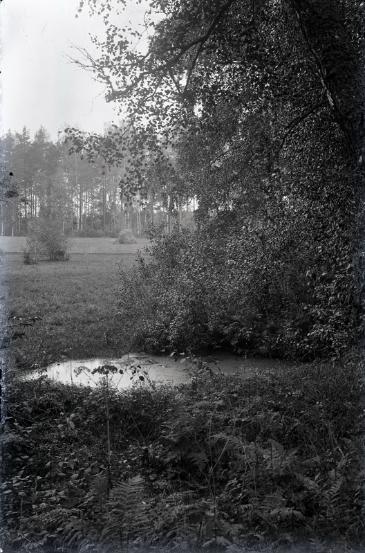 Vaade ojale