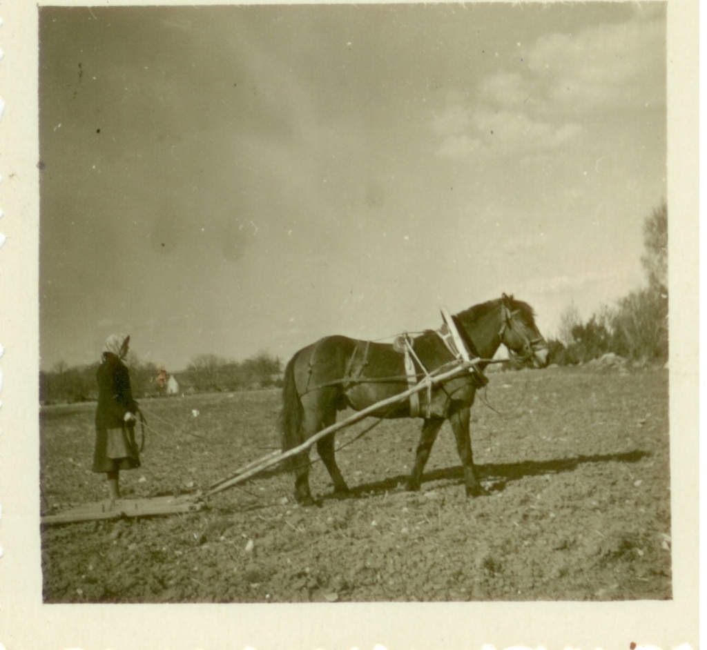 Muhu naine äestamas