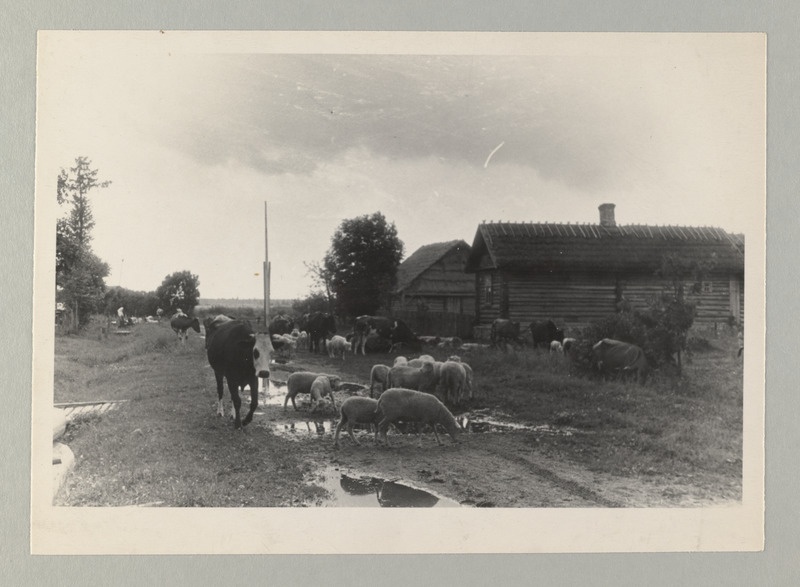Peipsi kalurikolhoosid, 1940.a. loodud esimesed kolhoosid ja muud ENSV kolhoosid 1951.a.