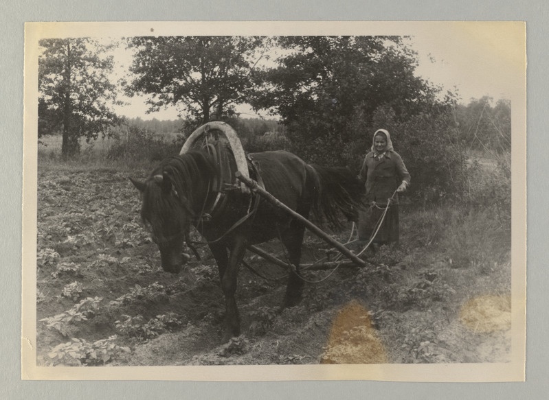 Peipsi kalurikolhoosid, 1940.a. loodud esimesed kolhoosid ja muud ENSV kolhoosid 1951.a. Naine kündmas.