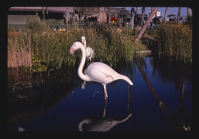 Pelicans, Jungleland miniature golf, Atlantic Beach, North Carolina (LOC)  duplicate photo