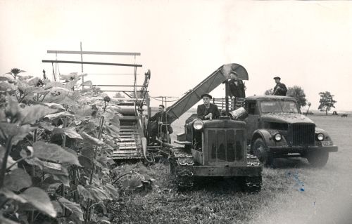 Päevalille sileerimine