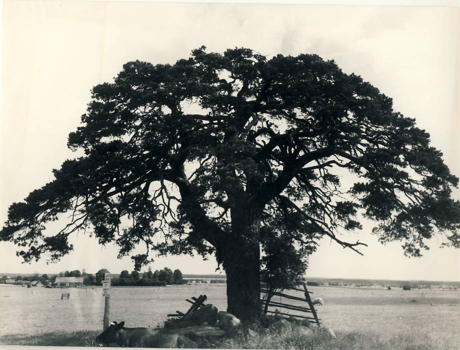 Laekvere mänd