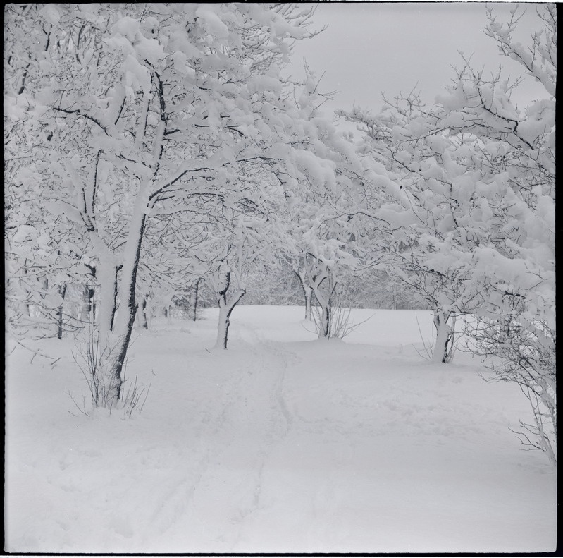 Lumine  Mierzeyewski aed