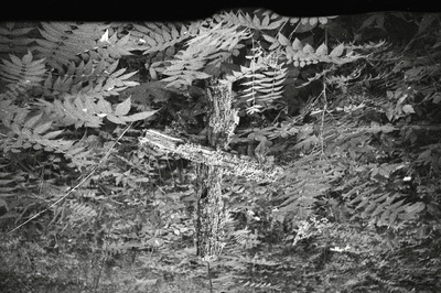 Kadakast rist Rõuges Nogopalu vanal kalmistul.  duplicate photo