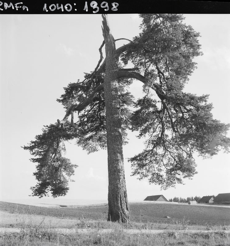 Taagepera, üksik mänd