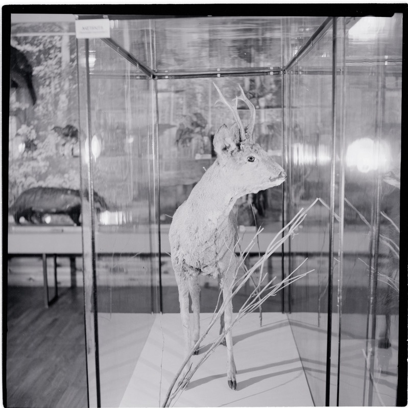 Rakvere Koduloomuuseumi ekspositsioon