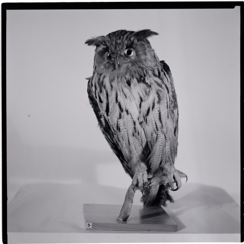 Rakvere Koduloomuuseumi ekspositsioon