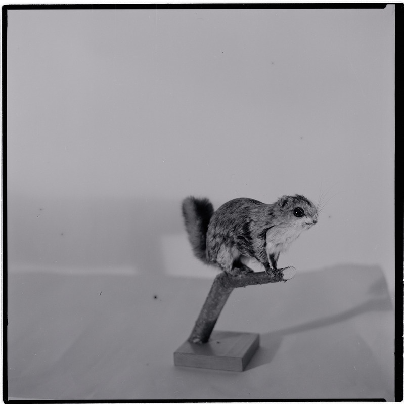 Rakvere Koduloomuuseumi ekspositsioon