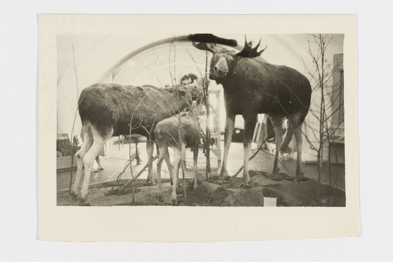 Väljapanek Karjala ANSV Riiklikus Muuseumis: põhjapõdrad ja põder. Petroskoi linn