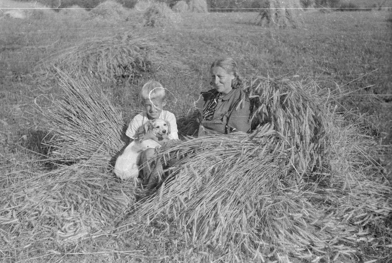 Ema poja ja koeraga rukkilõikusel