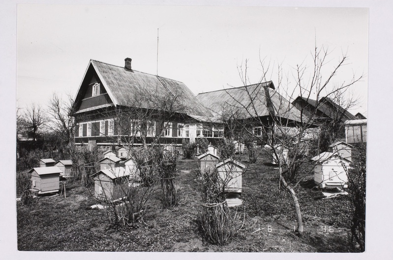 Vistino küla elaniku Filippovi (isur) mesila.