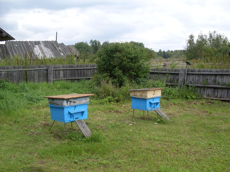 Mesipuud ühes eesti pere majapidamises, Tomski oblasti eesti küla Lillengof
