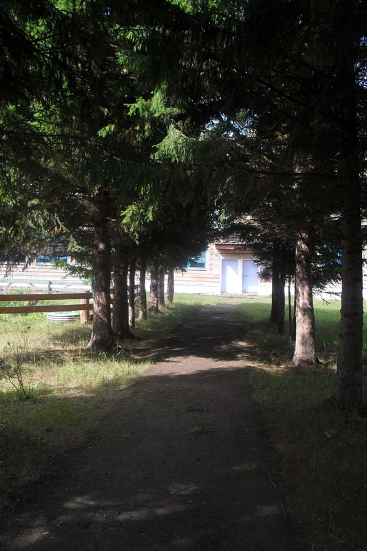 Kuuseallee Vambola koolimaja juurde. Tomski oblasti Zõrjanski rajooni eesti asundus Vambola