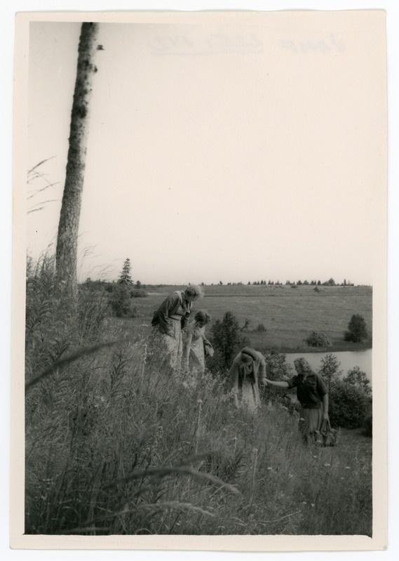 Klevetšä mäel marju söömas, juuli 1957