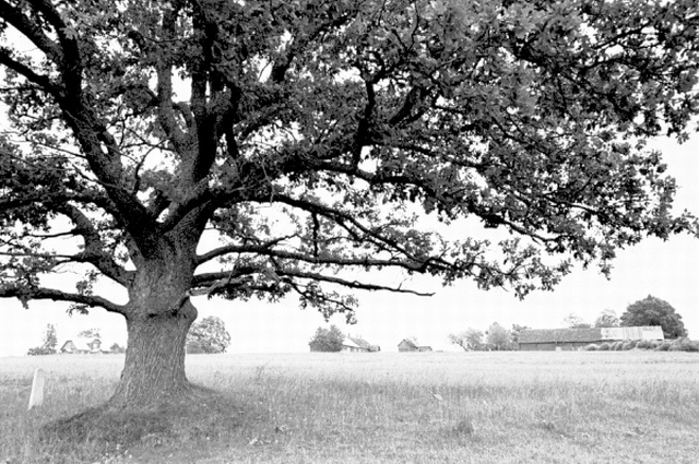Vargamäe vaade. Suur tamm.
