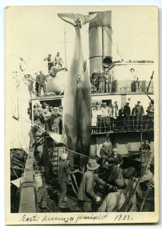 Aurulaeva "Eestirand" teki kohale tõstetud 300 puudane vaal