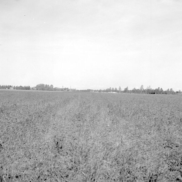 Jüri settlement Harju county Rae county