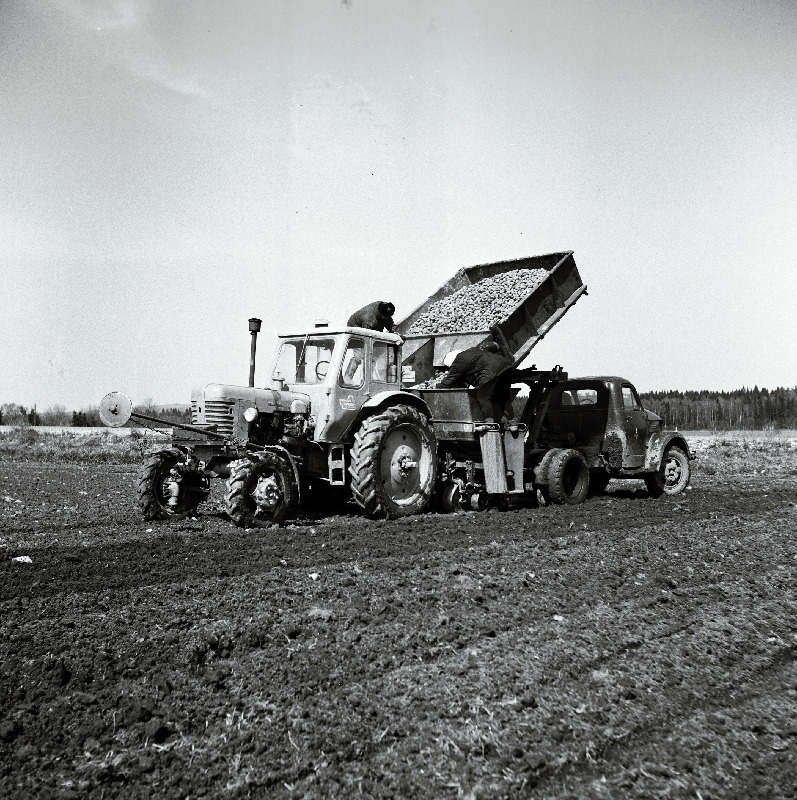 Põllutööd Jõgeva rajooni Jõgeva näidissovhoosis.