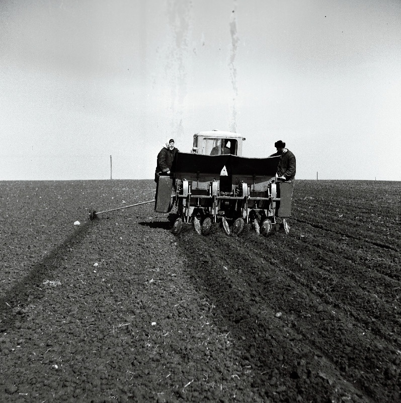 Põllutööd Jõgeva rajooni Jõgeva näidissovhoosis.