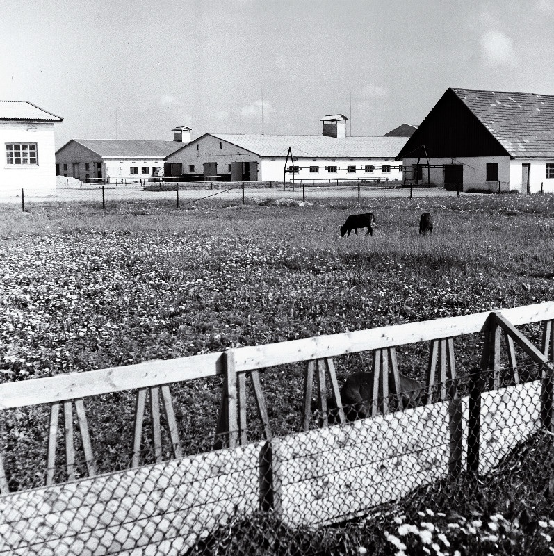 Vaade karjalaudale Vinni näidissovhoostehnikumis.