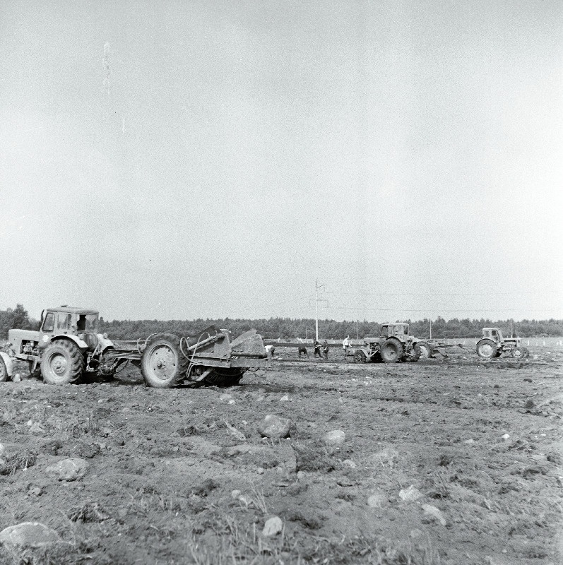 Kivide koristamine Vinni näidissovhoostehnikumi põllul.