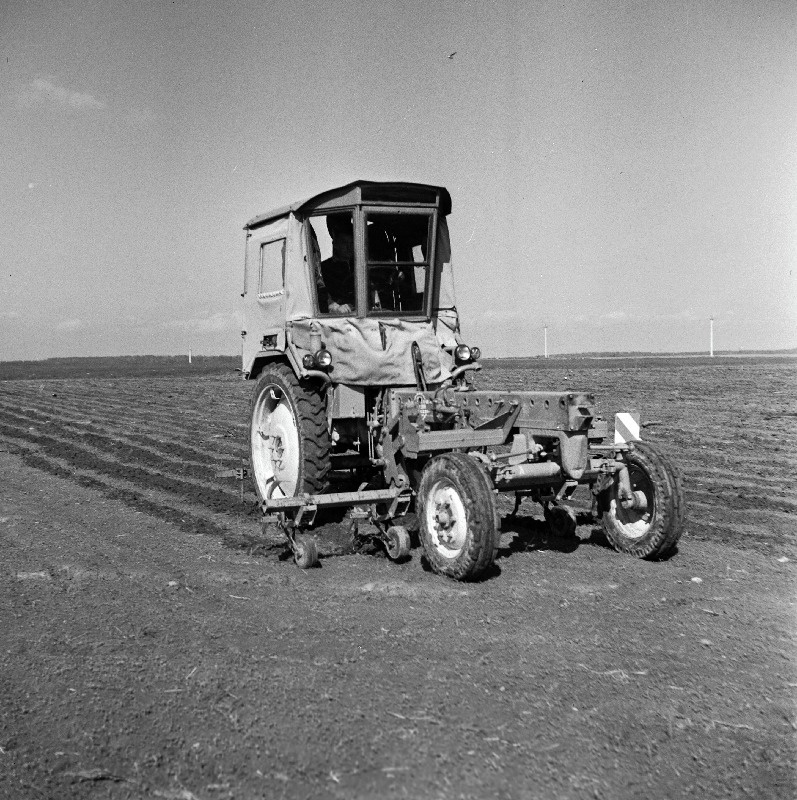 Punase peedi vaheltharimine Vinni näidissovhoostehnikumi põllul.