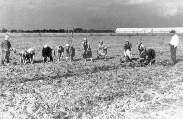"Estonia" kolhoosi õunaaia rajamine, Oisu, 1950. aastate II pool.