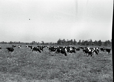 Saue sovhoosi kari karjamaal.  duplicate photo