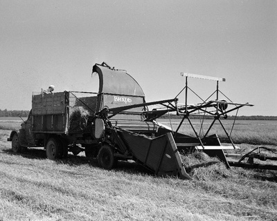 Heinatööd Saku näidissovhoosis.  similar photo