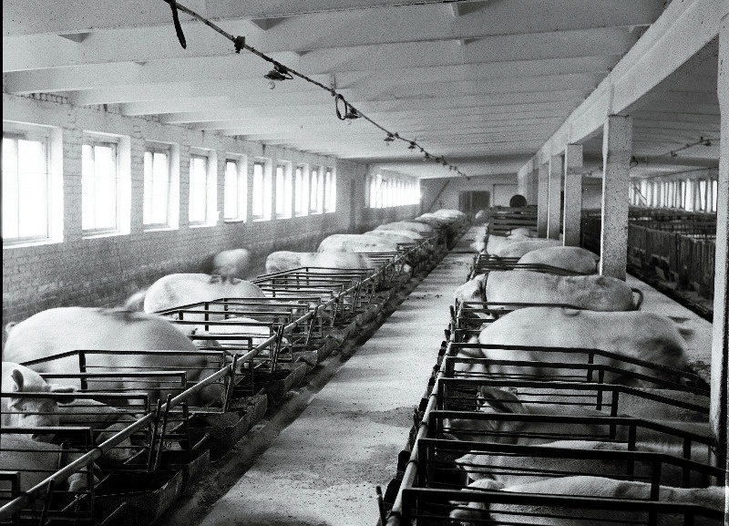 Simuna sovhoosi sigala sisevaade.