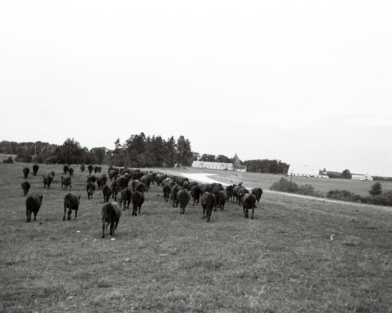 Neeruti kolhoosi piimakari.