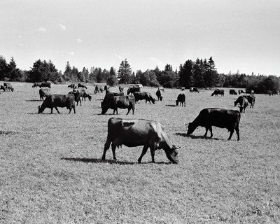 Triigi sovhoosi piimakari.  duplicate photo