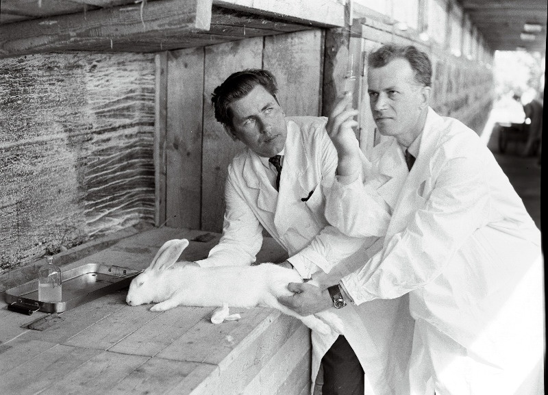 Haljala kolhoosi biotsehhi veterinaararstid Harry Peil (vasakul) ja Are Kunnus laboratoorseid töid tegemas.