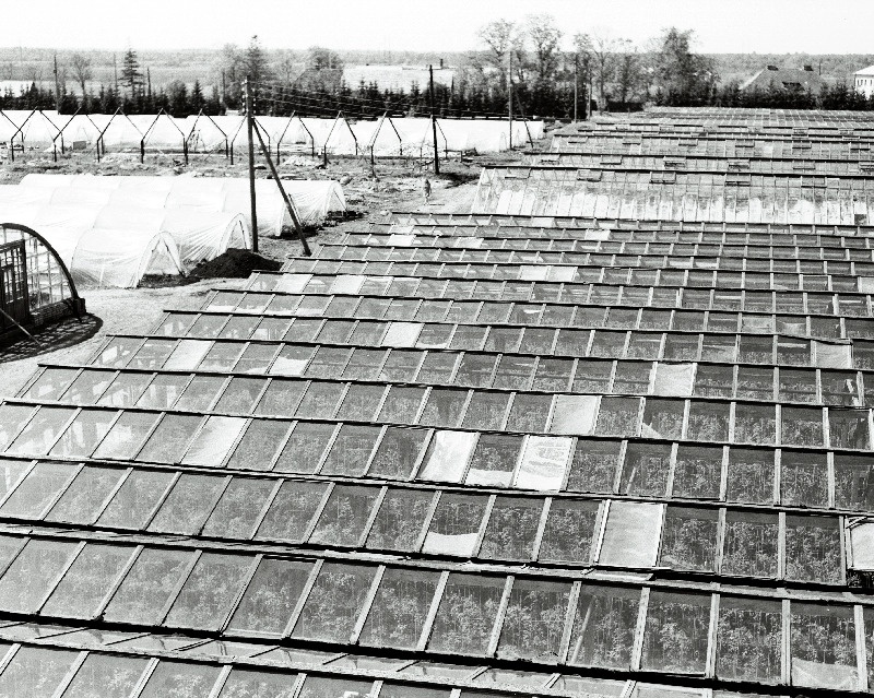 Vaida sovhoosi kasvuhooned.