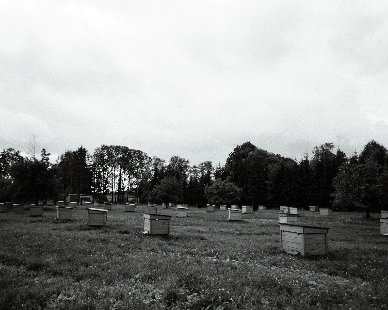 Adavere sovhoosi mesila.