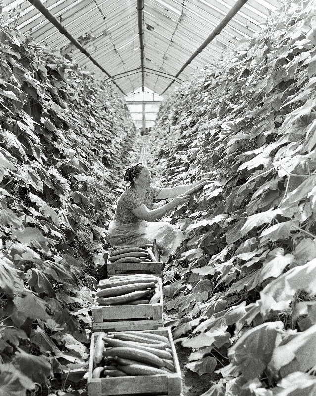 Kurkide korjamine Saue sovhoosi kasvuhoones.