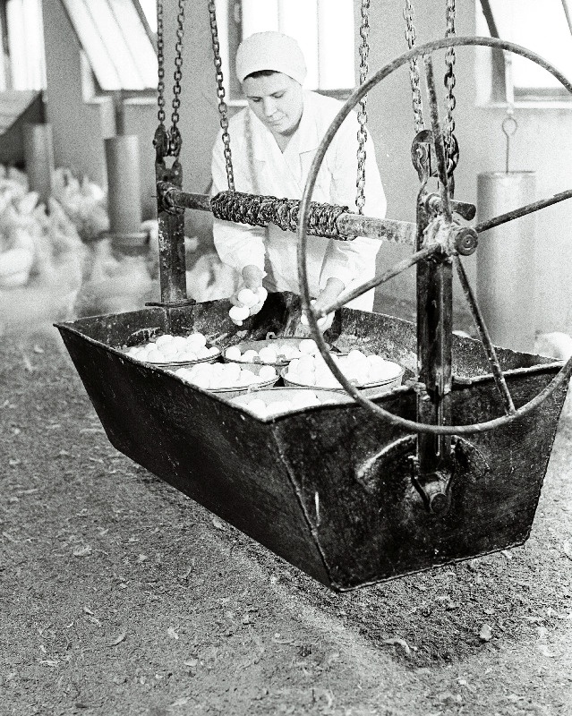 Tallinna Linnuvabriku linnutalitaja Vaike Feil kanalas kanamune korjamas.